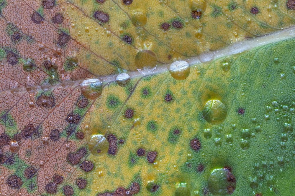 Washington State-Seabeck Rain drops on fallen salal leaf art print by Jaynes Gallery for $57.95 CAD