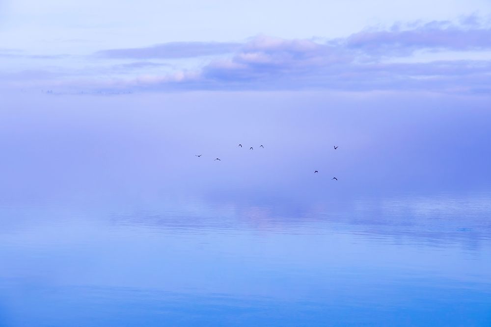 Washington State-Seabeck Ducks flying over Hood Canal art print by Jaynes Gallery for $57.95 CAD
