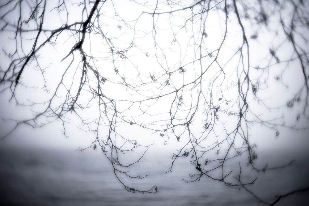 Washington State-Seabeck Alder branches in winter and Hood Canal art print by Jaynes Gallery for $57.95 CAD