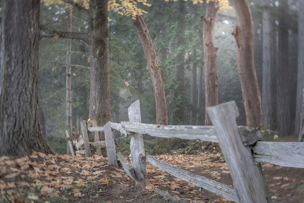 Washington State-Seabeck Split-rail fence and forest art print by Jaynes Gallery for $57.95 CAD