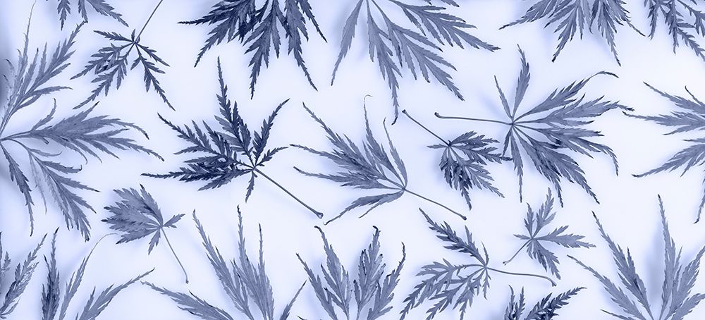 Washington State-Seabeck Panoramic of lace leaf maple leaves art print by Jaynes Gallery for $57.95 CAD