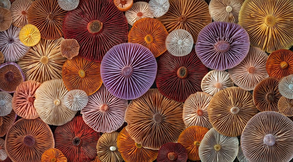Washington State-Seabeck Panoramic montage of mushrooms art print by Jaynes Gallery for $57.95 CAD