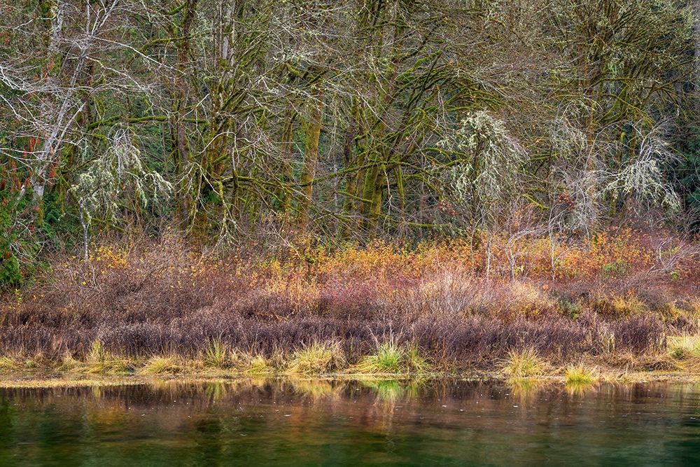 Washington State-Hood Canal Forest reflects in canal art print by Jaynes Gallery for $57.95 CAD