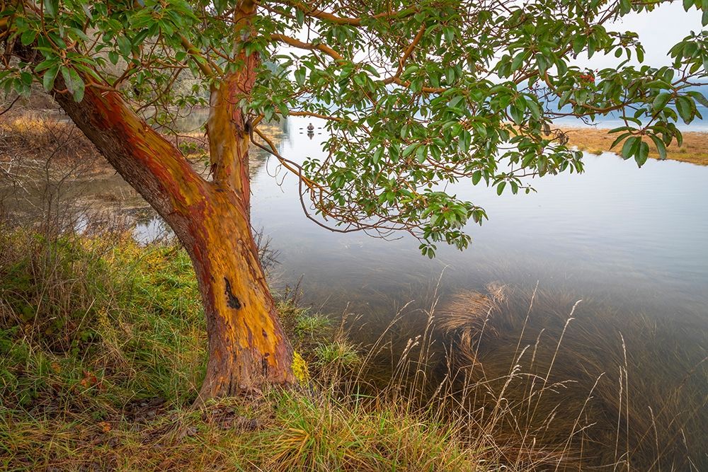 Washington State-Holly Madrone tree next to Hood Canal art print by Jaynes Gallery for $57.95 CAD