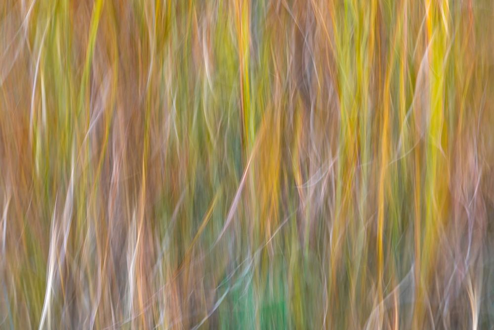 Washington State-Seabeck Abstract of ornamental grasses art print by Jaynes Gallery for $57.95 CAD