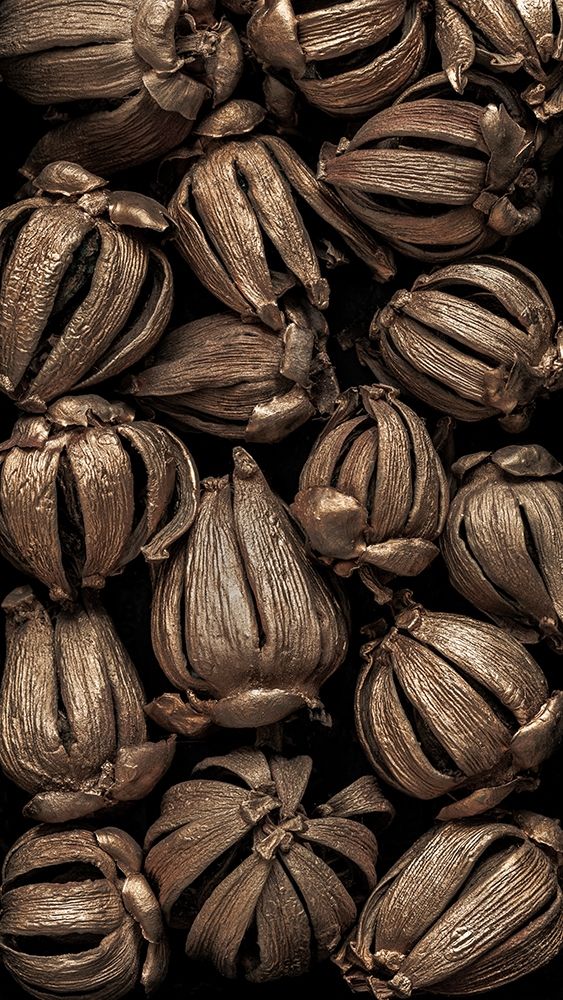 Washington State-Seabeck Hawaiian autograph tree seedpods art print by Jaynes Gallery for $57.95 CAD