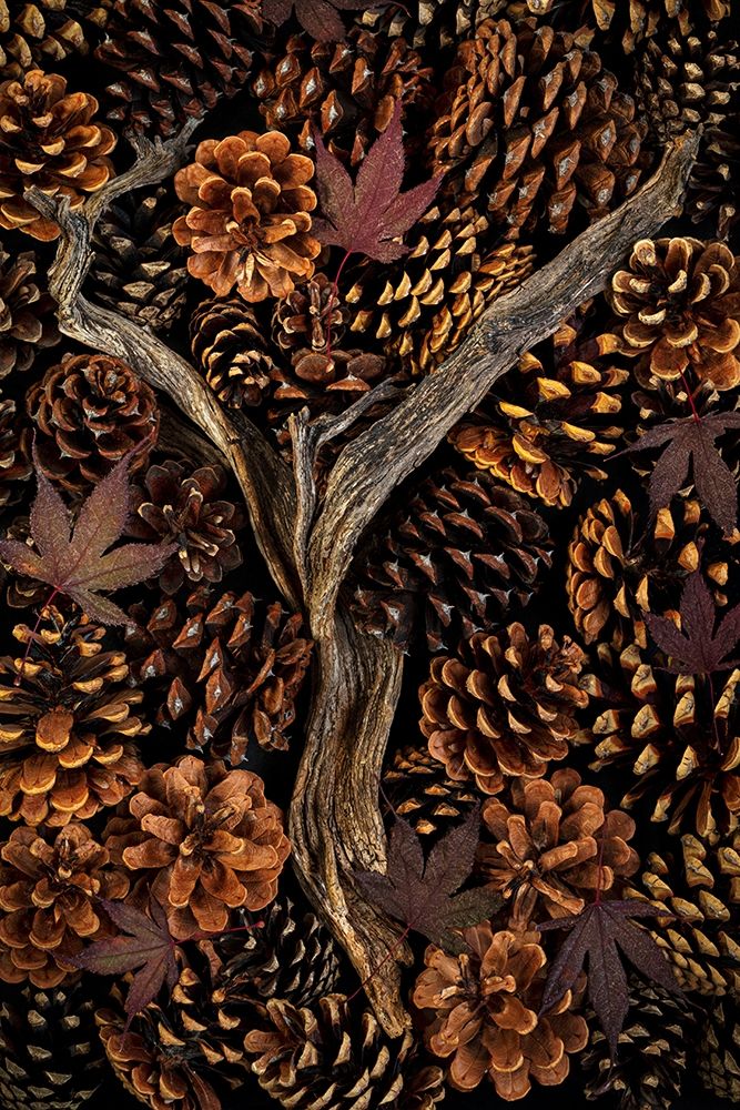 Washington State-Seabeck Pine cones and fall leaves art print by Jaynes Gallery for $57.95 CAD