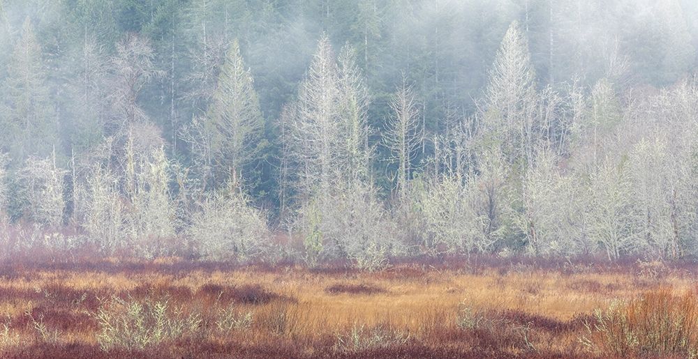 Washington State-Dewatto Panoramic of autumn meadow and forest art print by Jaynes Gallery for $57.95 CAD