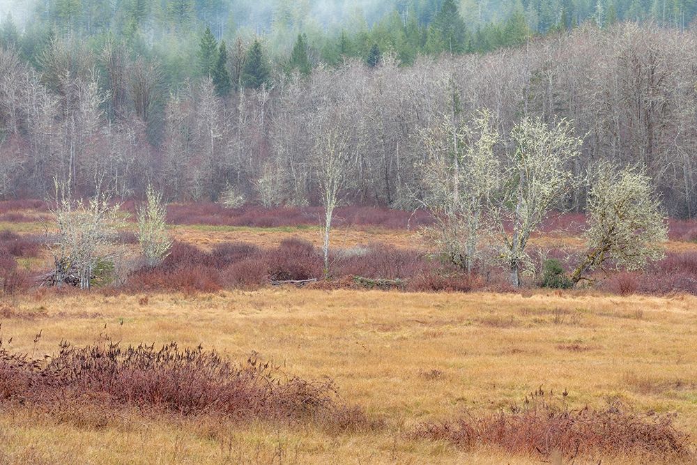 Washington State-Dewatto Autumn meadow and forest art print by Jaynes Gallery for $57.95 CAD