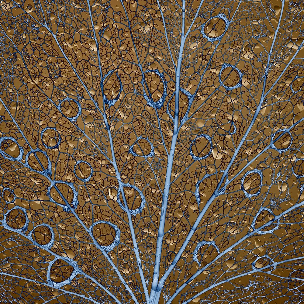 An abstraction of water drops on a skeletonized cottonwood leaf art print by Jaynes Gallery for $57.95 CAD