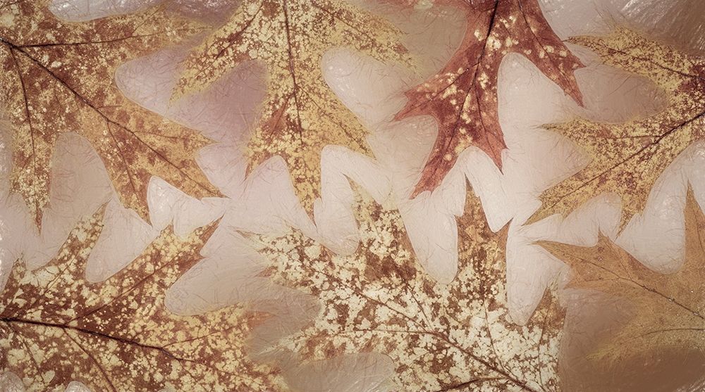 Washington State-Seabeck Fall oak Leaves art print by Jaynes Gallery for $57.95 CAD