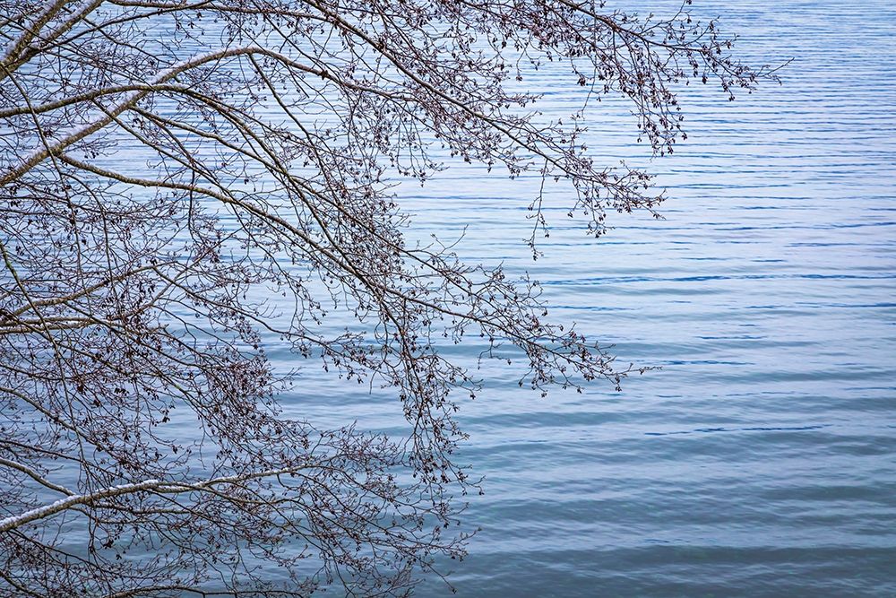Washington State-Seabeck Alder branches in winter and Hood Canal art print by Jaynes Gallery for $57.95 CAD