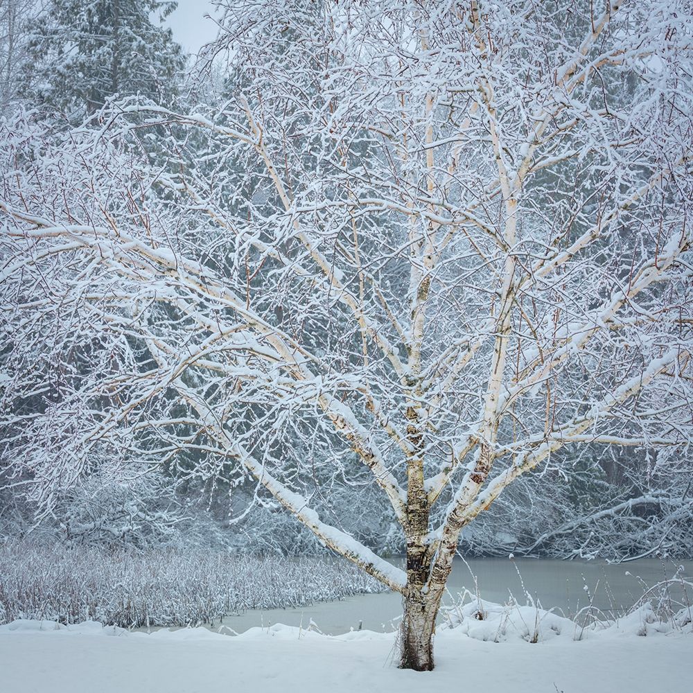 Washington State-Seabeck Snow-covered birch tree art print by Jaynes Gallery for $57.95 CAD