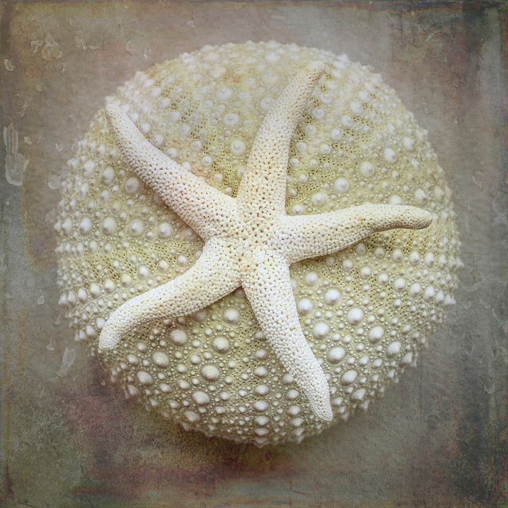 Washington State-Seabeck Sea star on sea urchin art print by Jaynes Gallery for $57.95 CAD