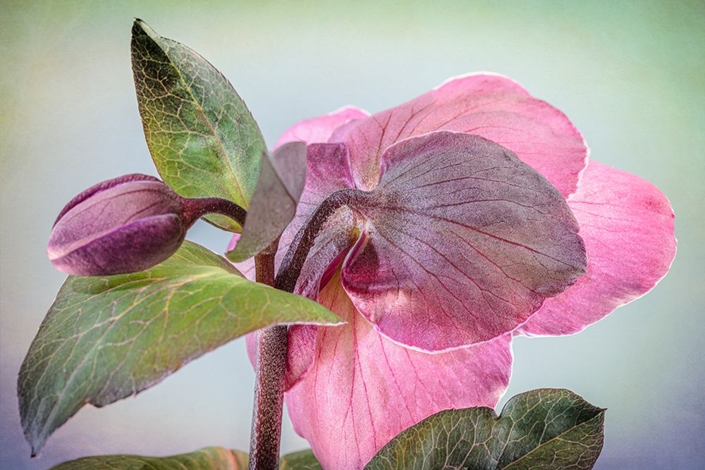 Washington State-Seabeck Hellebore blossom and bud art print by Jaynes Gallery for $57.95 CAD