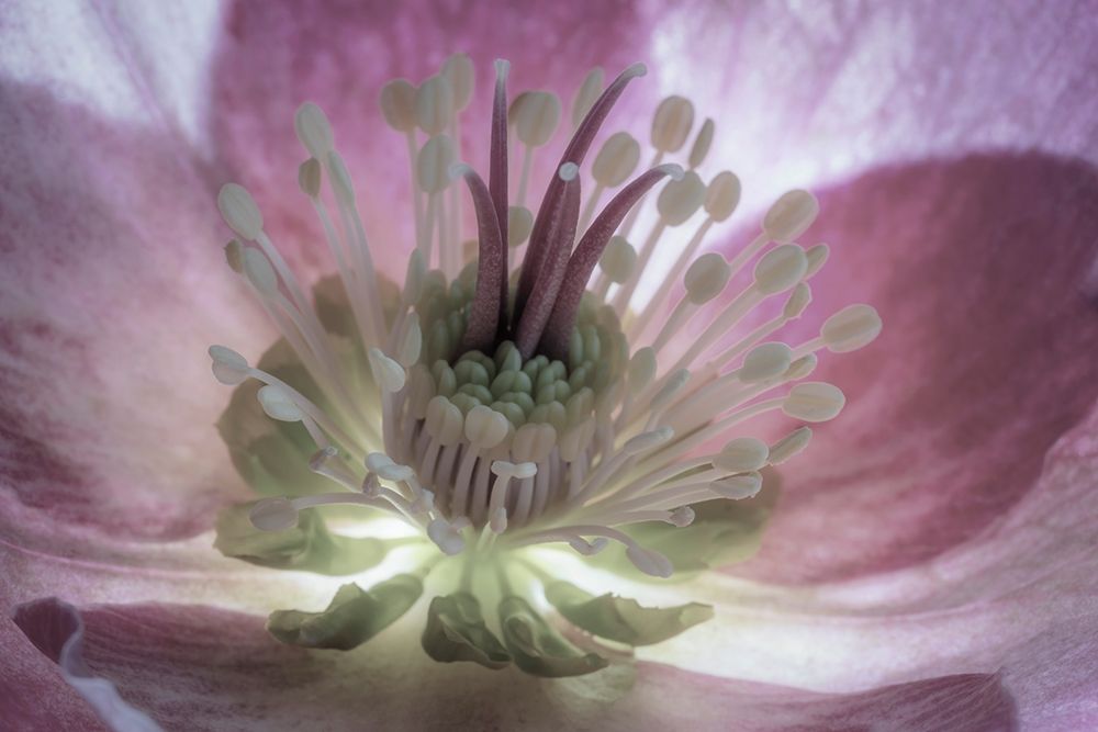 Washington State-Seabeck Hellebore blossom close-up art print by Jaynes Gallery for $57.95 CAD
