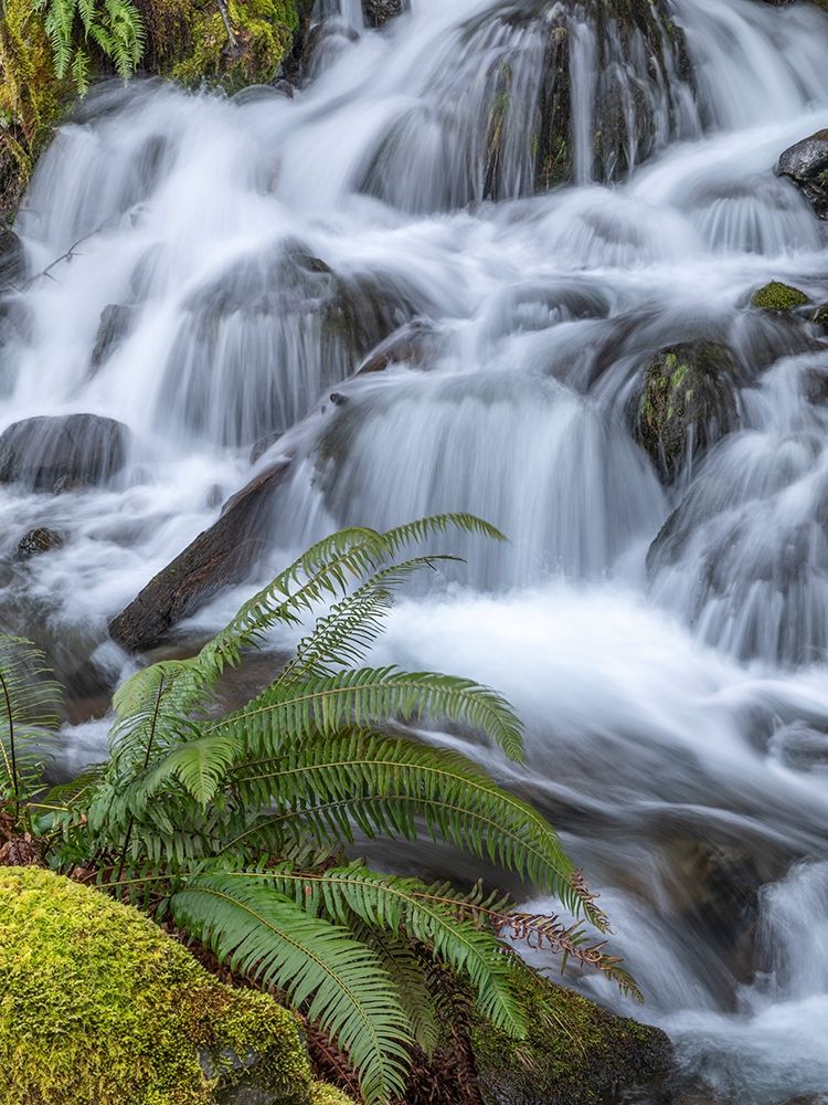 Washington State-Olympic National Forest Sword fern and cascading stream art print by Jaynes Gallery for $57.95 CAD