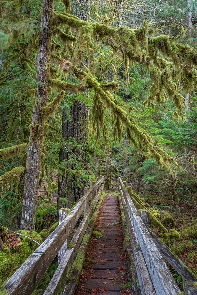 Washington State-Olympic National Park Walkway through bigleaf maples forest art print by Jaynes Gallery for $57.95 CAD