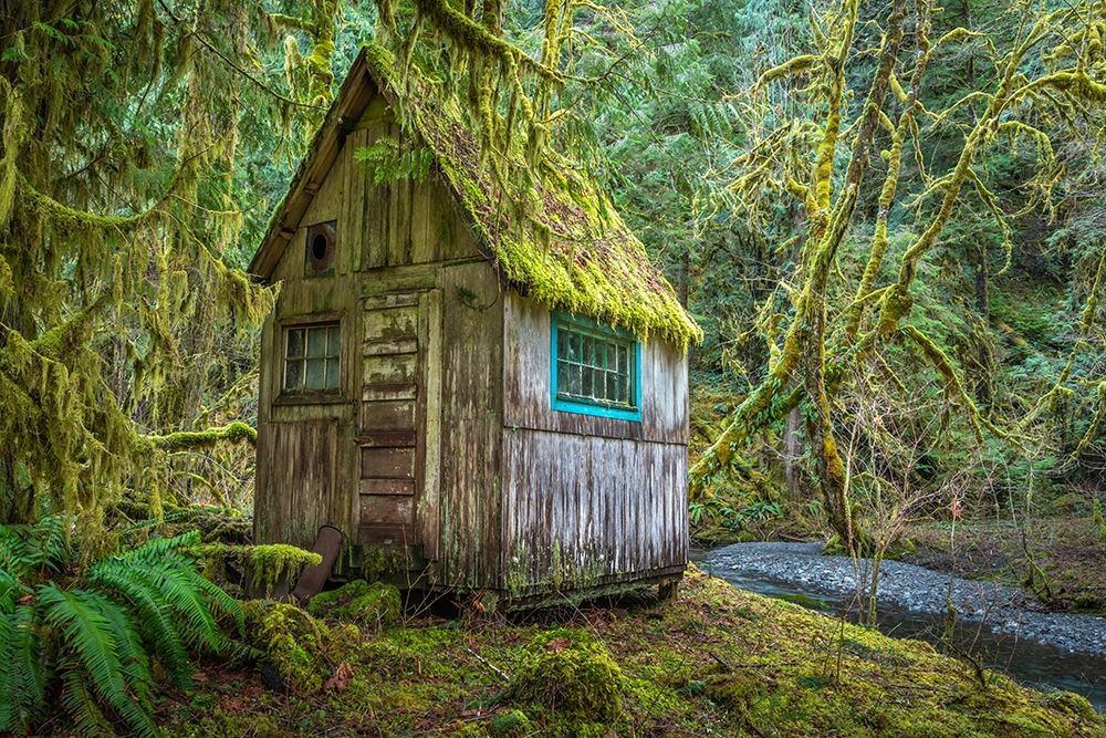 Washington State-Olympic National Park Tolkien-like abandoned cabin art print by Jaynes Gallery for $57.95 CAD