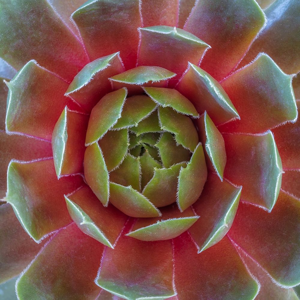 Washington State-Seabeck Close-up of sempervivum ruby heart plant art print by Jaynes Gallery for $57.95 CAD