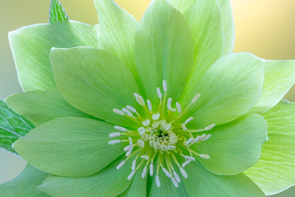 Washington State-Seabeck Helleborus jade tiger flower close-up art print by Jaynes Gallery for $57.95 CAD