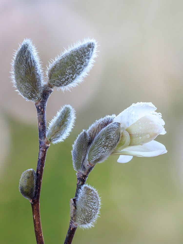 Washington State-Seabeck Magnolia blossom opening from bud art print by Jaynes Gallery for $57.95 CAD