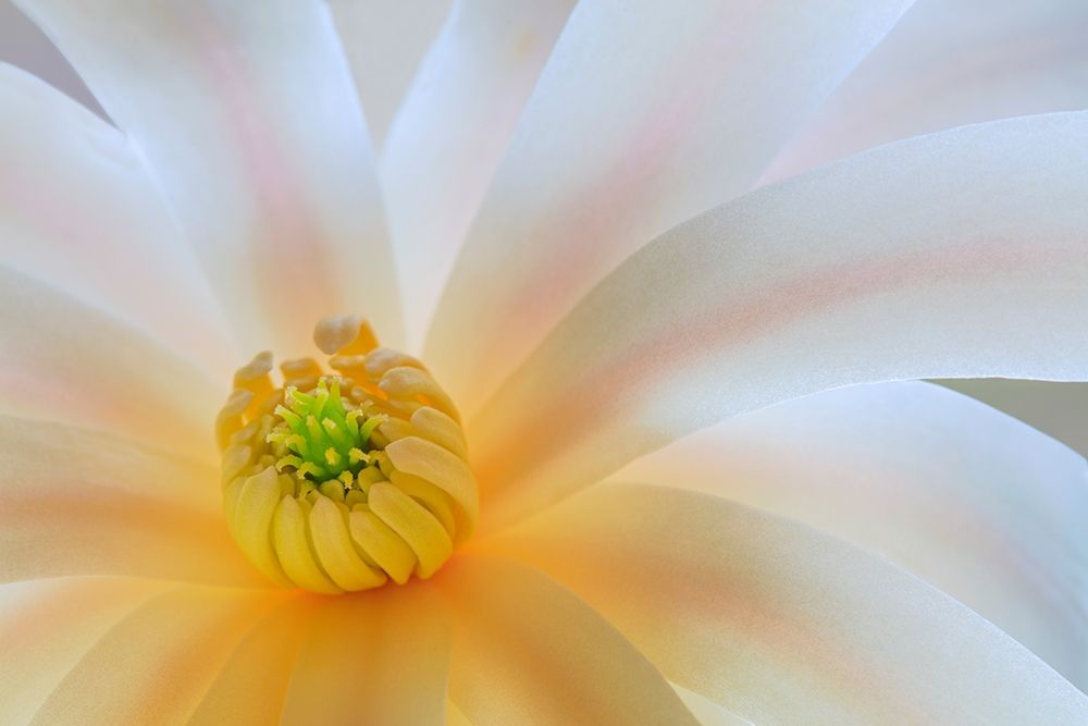Washington State-Seabeck Close-up of tulip magnolia blossom art print by Jaynes Gallery for $57.95 CAD