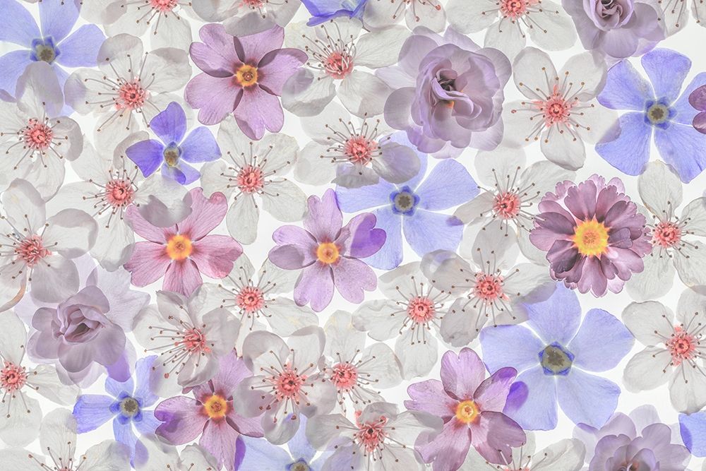 Washington State-Seabeck Montage of spring flowers art print by Jaynes Gallery for $57.95 CAD
