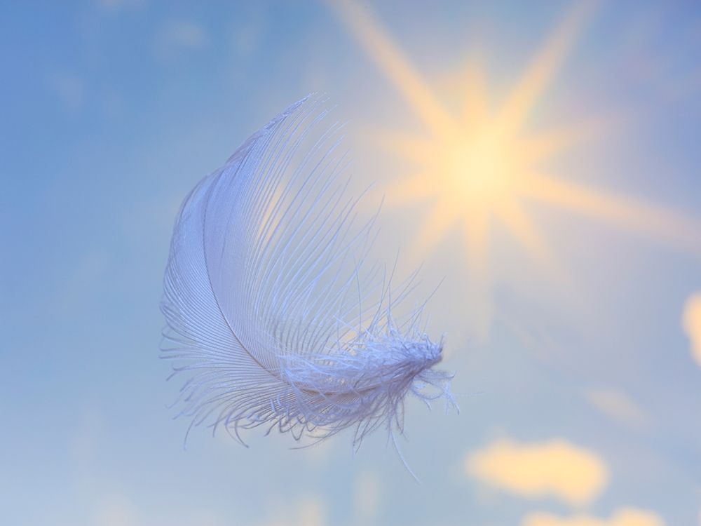 Washington State-Seabeck Close-up of falling feather art print by Jaynes Gallery for $57.95 CAD