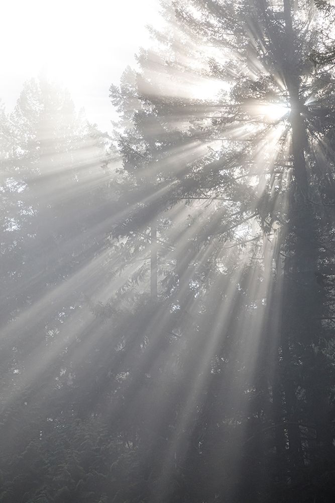 Washington State-Seabeck God rays and fog in forest art print by Jaynes Gallery for $57.95 CAD