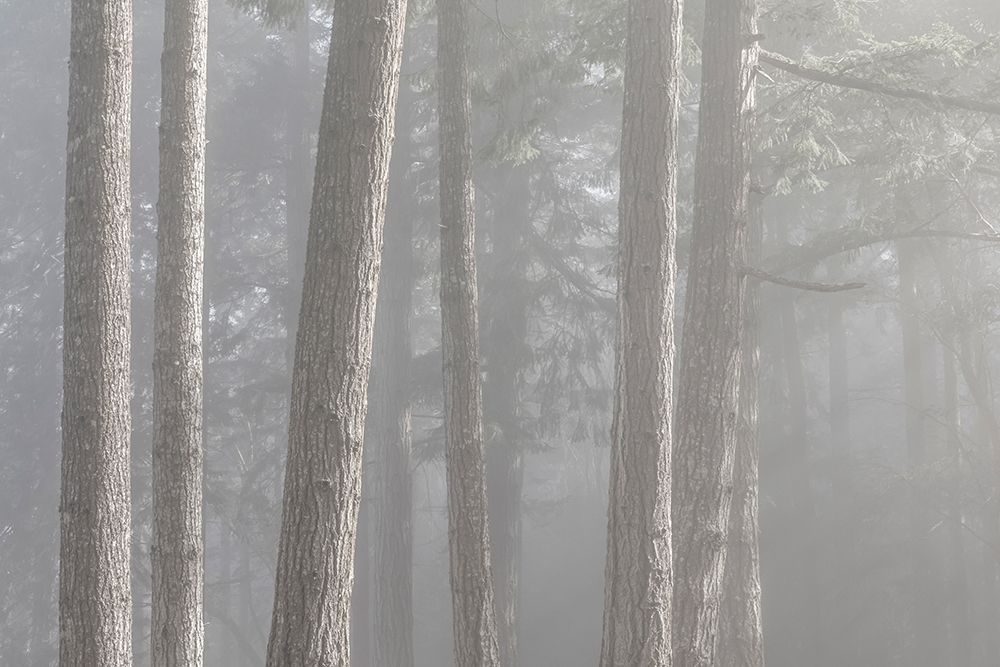Washington State-Seabeck Forest fog in Scenic Beach State Park art print by Jaynes Gallery for $57.95 CAD