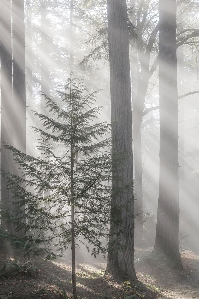 Washington State-Seabeck God rays and fog in forest art print by Jaynes Gallery for $57.95 CAD