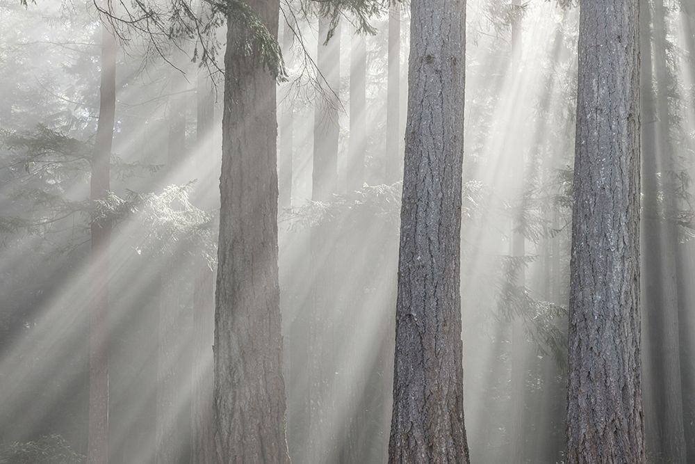 Washington State-Seabeck God rays and fog in forest art print by Jaynes Gallery for $57.95 CAD