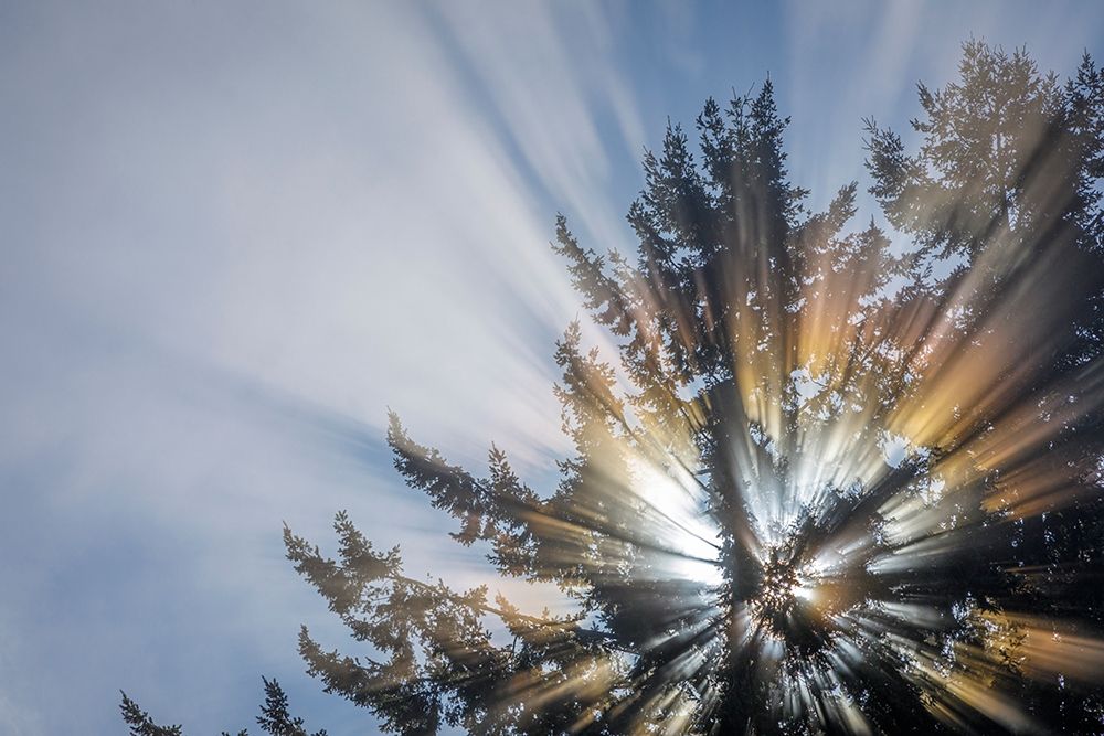 Washington State-Seabeck Morning sunburst in tree art print by Jaynes Gallery for $57.95 CAD