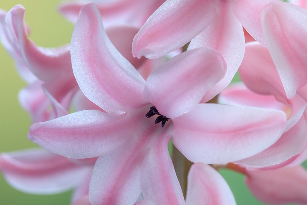 Washington State-Seabeck Detail of hyacinth blossoms art print by Jaynes Gallery for $57.95 CAD
