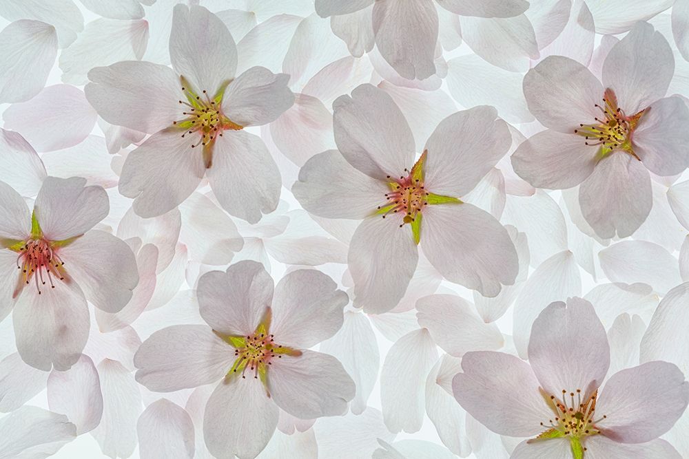 Washington State-Seabeck Montage of flowering cherry blossoms art print by Jaynes Gallery for $57.95 CAD