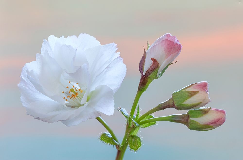 Washington State-Seabeck Flowering cherry blossom and buds art print by Jaynes Gallery for $57.95 CAD