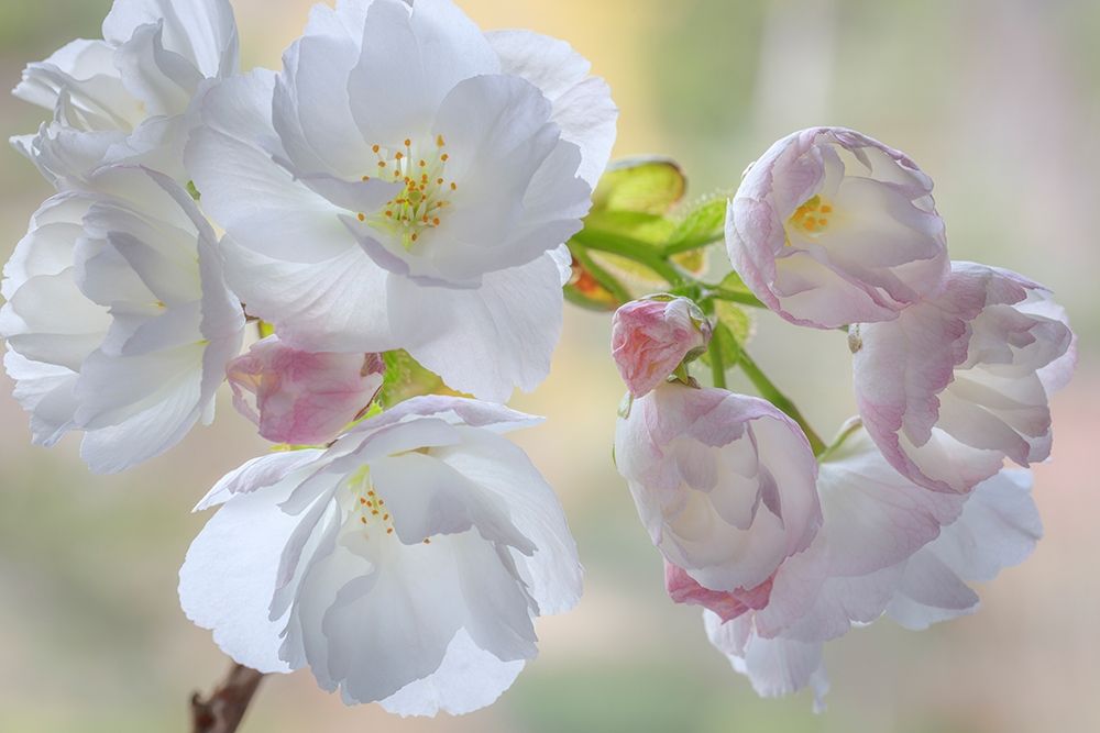 Washington State-Seabeck Flowering cherry blossoms art print by Jaynes Gallery for $57.95 CAD