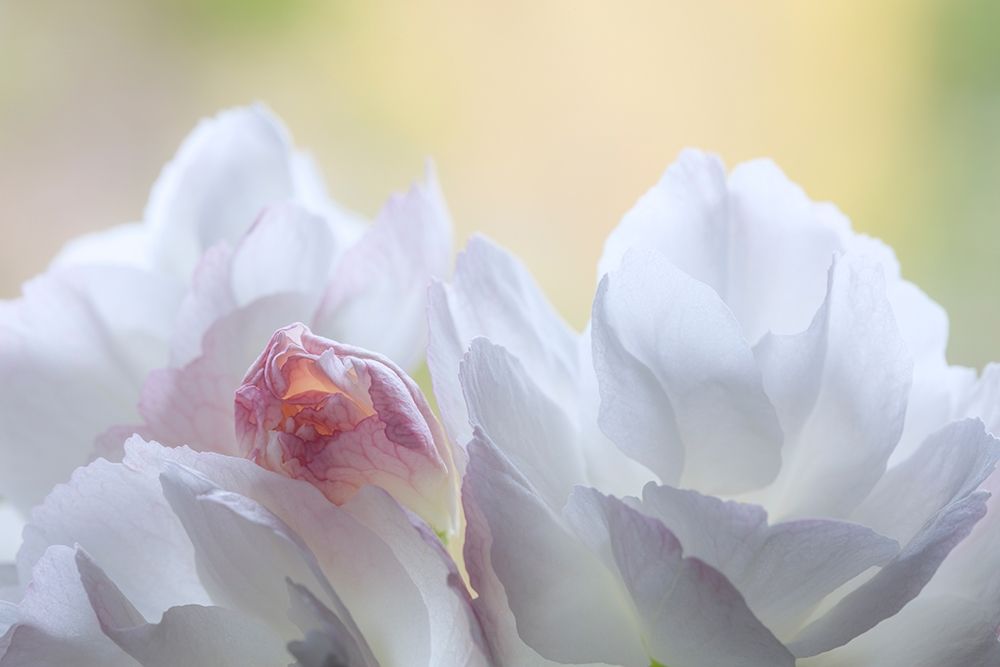 Washington State-Seabeck Flowering cherry blossoms art print by Jaynes Gallery for $57.95 CAD