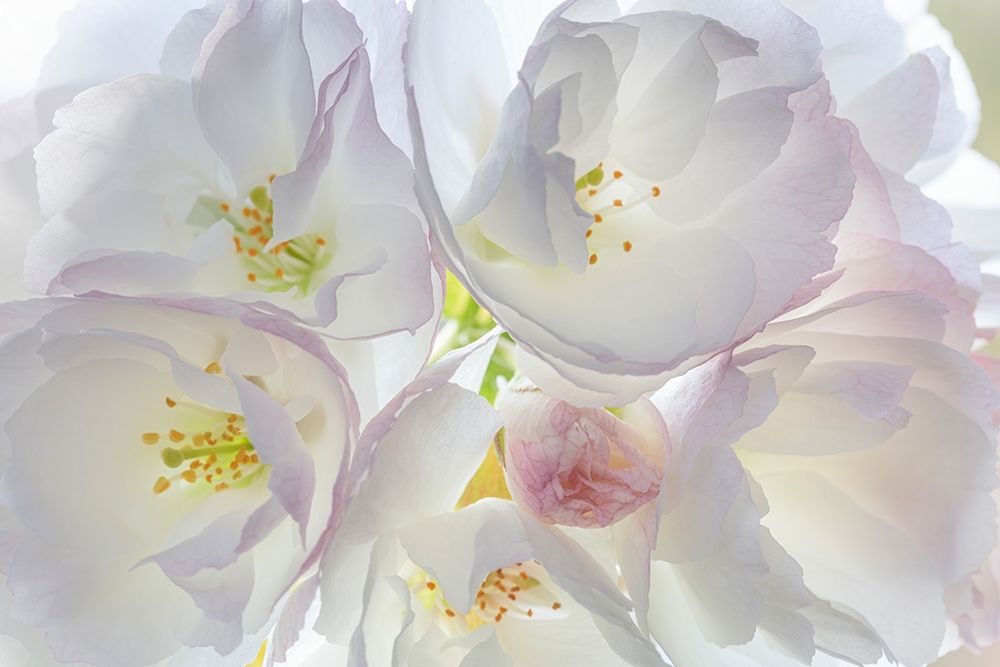 Washington State-Seabeck Flowering cherry blossoms art print by Jaynes Gallery for $57.95 CAD