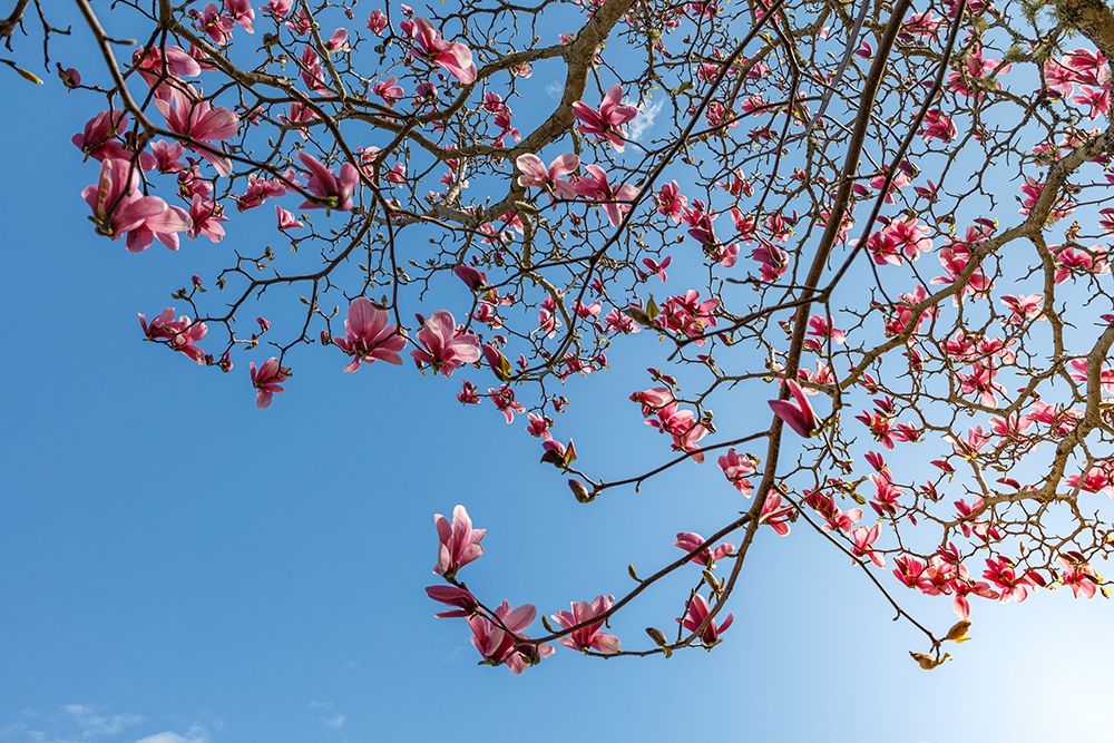 Washington State-Seabeck Tulip magnolia tree in bloom art print by Jaynes Gallery for $57.95 CAD