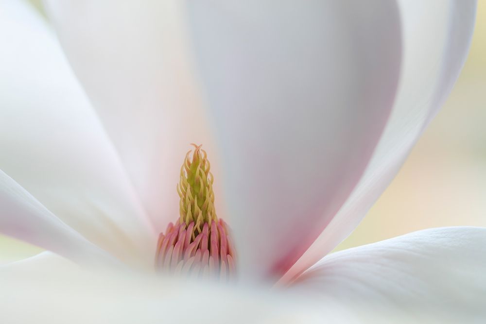 Washington State-Seabeck Close-up of tulip magnolia blossom art print by Jaynes Gallery for $57.95 CAD