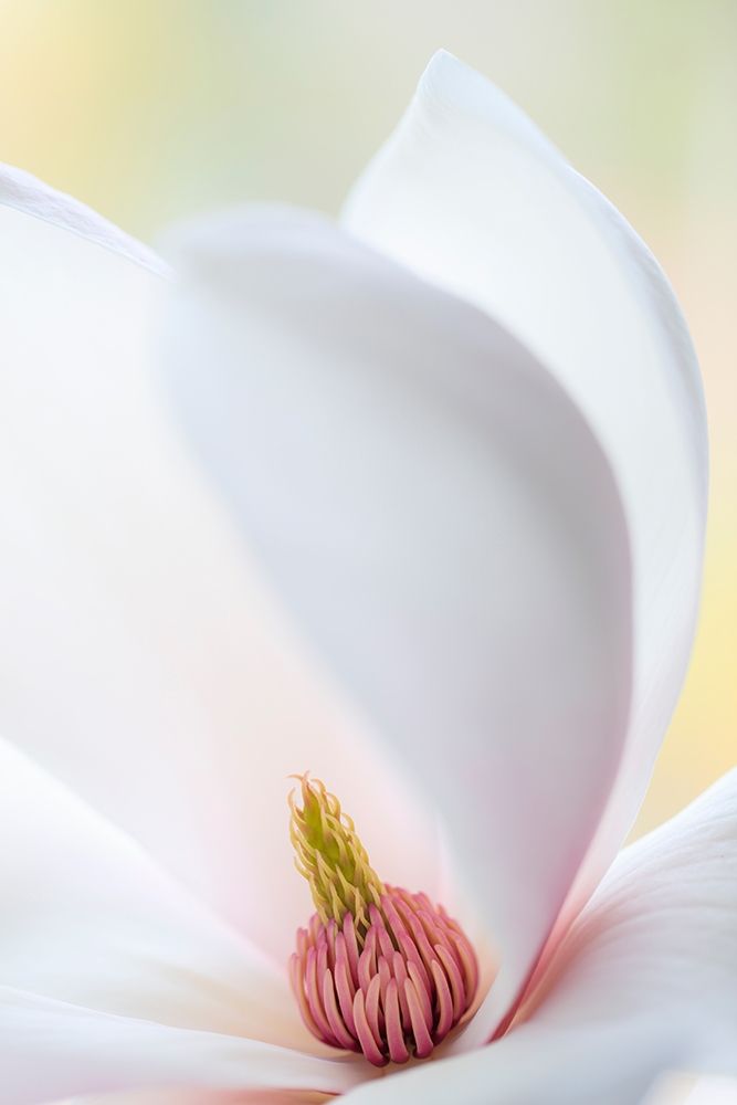 Washington State-Seabeck Close-up of tulip magnolia blossom art print by Jaynes Gallery for $57.95 CAD