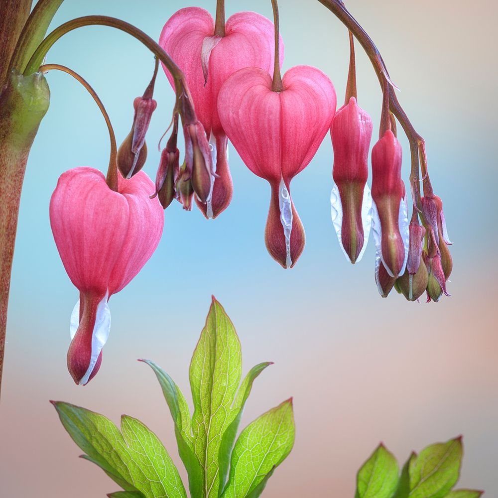 Washington State-Seabeck Bleeding heart blossoms close-up art print by Jaynes Gallery for $57.95 CAD