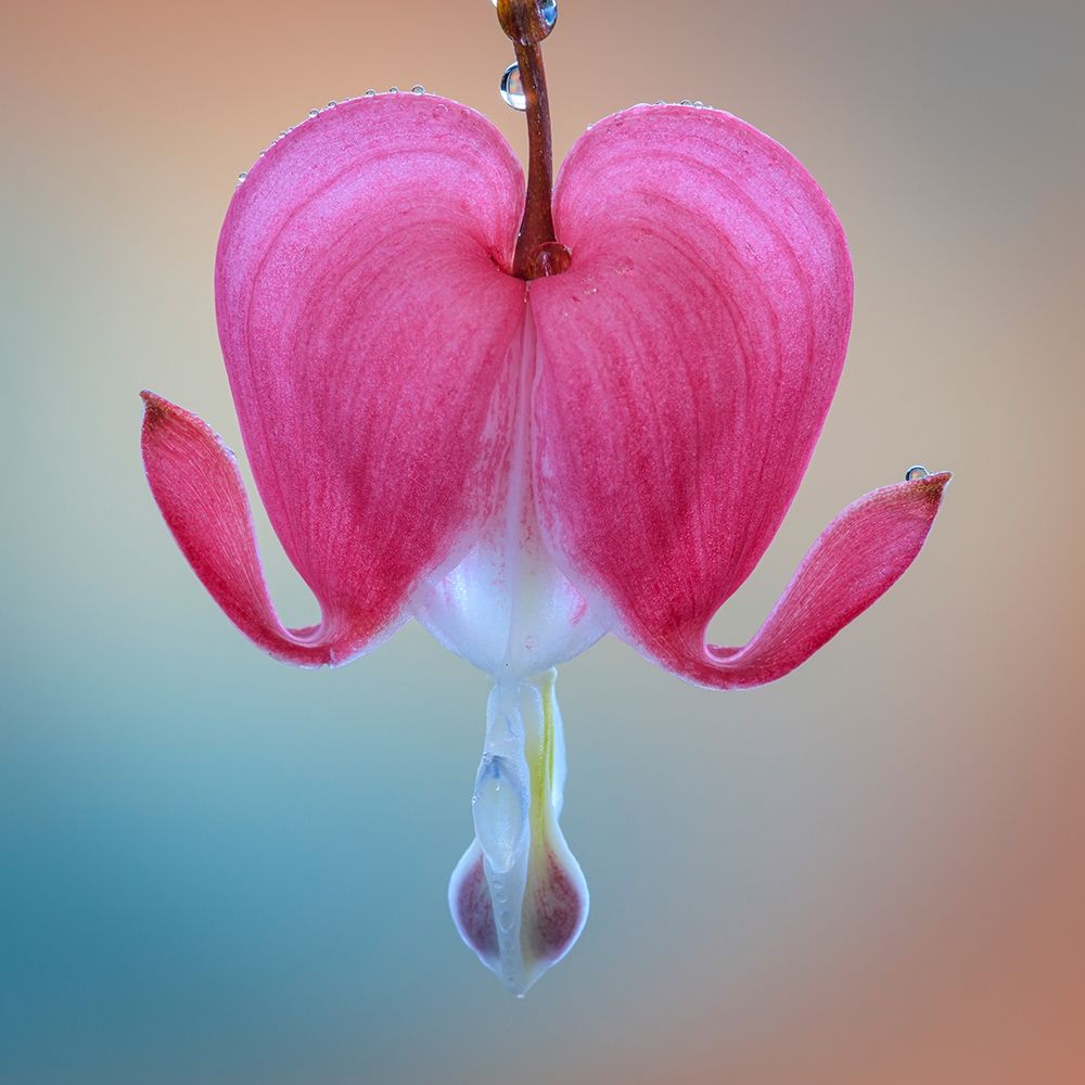 Washington State-Seabeck Bleeding heart blossom close-up art print by Jaynes Gallery for $57.95 CAD