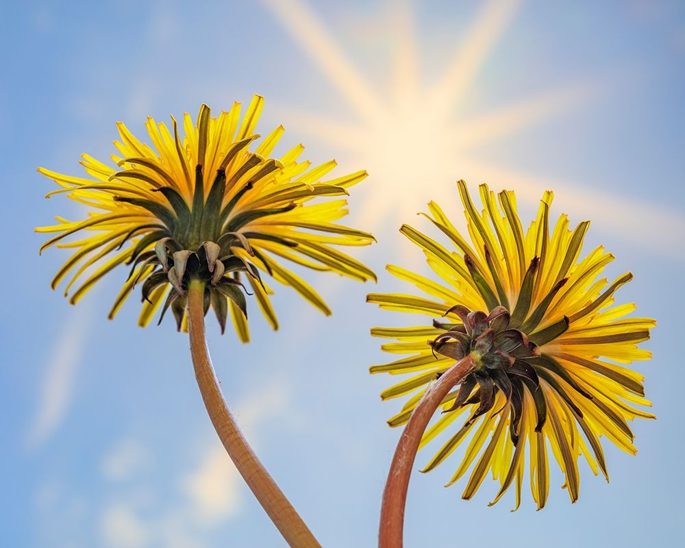 Washington State-Seabeck Dandelion blossoms and sunburst art print by Jaynes Gallery for $57.95 CAD