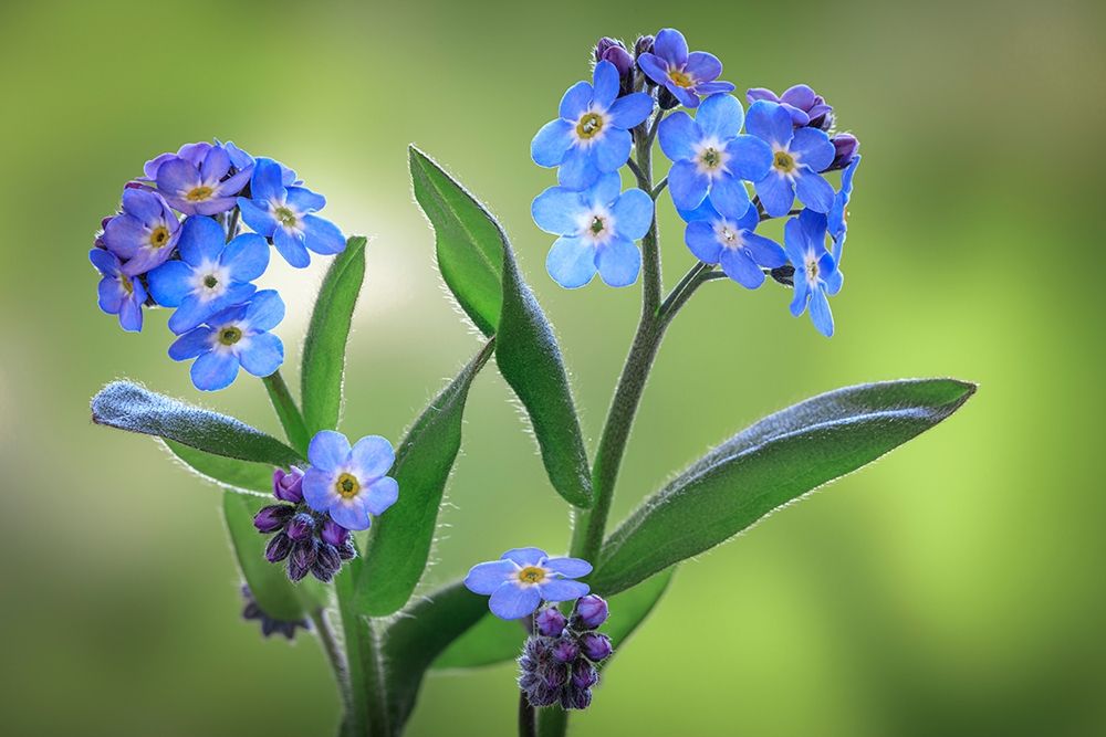 Washington State-Seabeck Forget-me-not blossoms close-up art print by Jaynes Gallery for $57.95 CAD