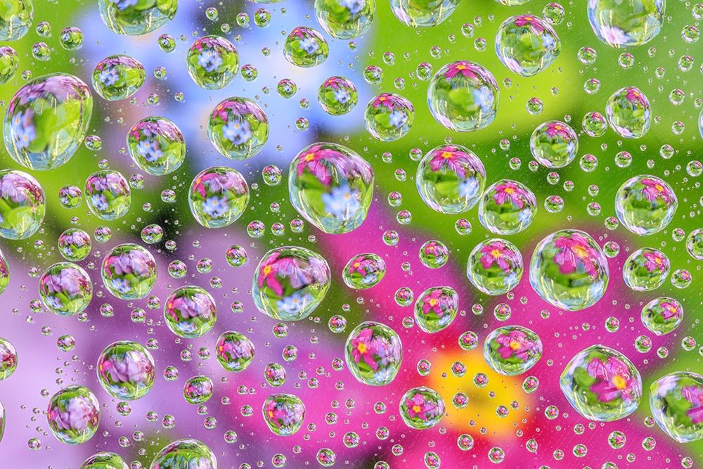 Washington State-Seabeck Flowers reflected in water drops art print by Jaynes Gallery for $57.95 CAD
