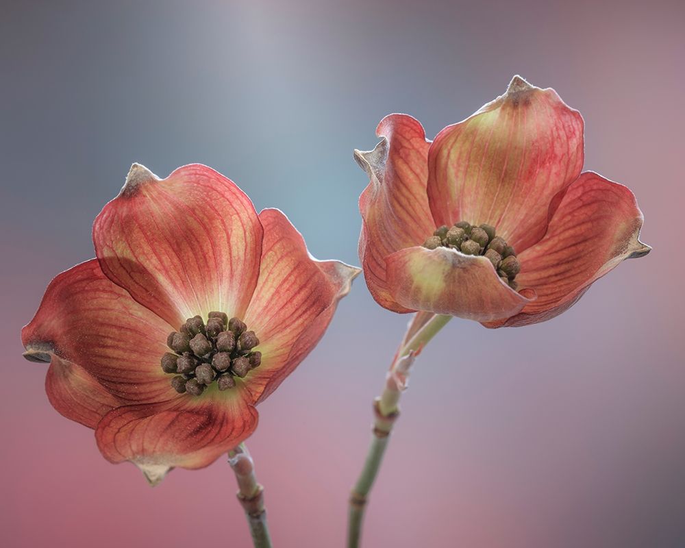 Washington State-Seabeck Close-up of dogwood blossoms art print by Jaynes Gallery for $57.95 CAD