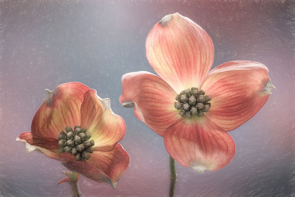 Washington State-Seabeck Close-up of dogwood blossoms art print by Jaynes Gallery for $57.95 CAD